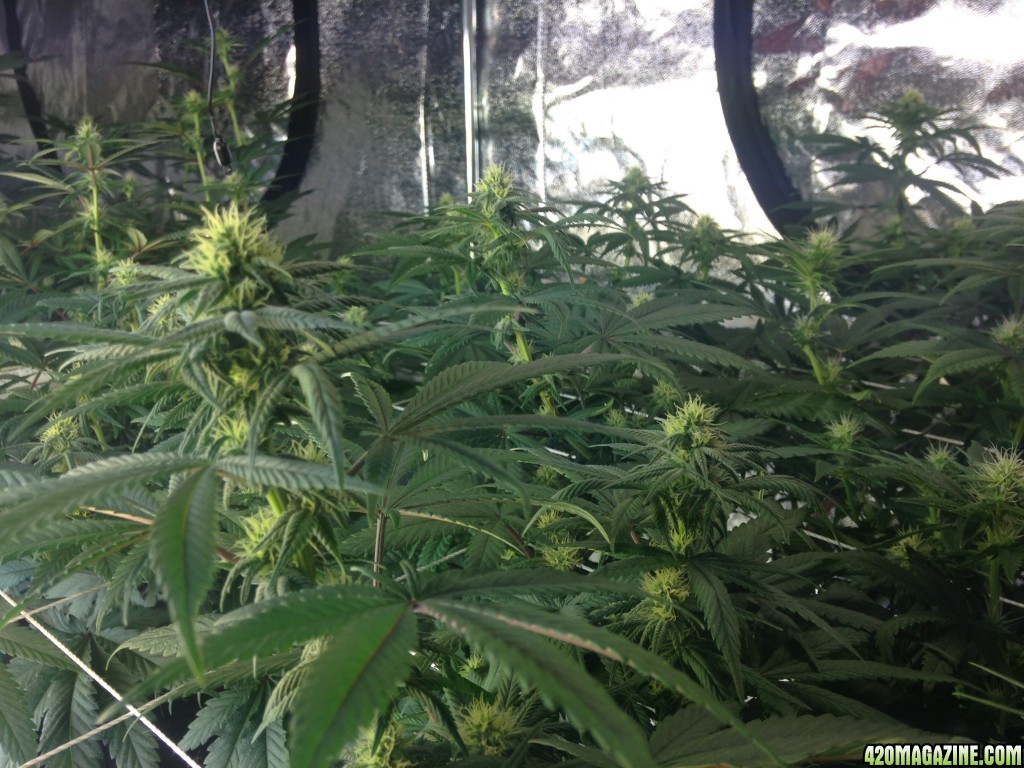 Day 20 in flower