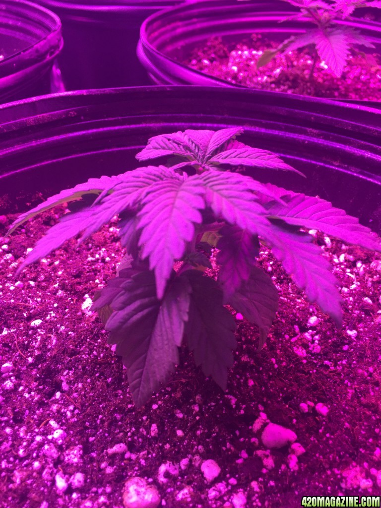 Day 20 veg