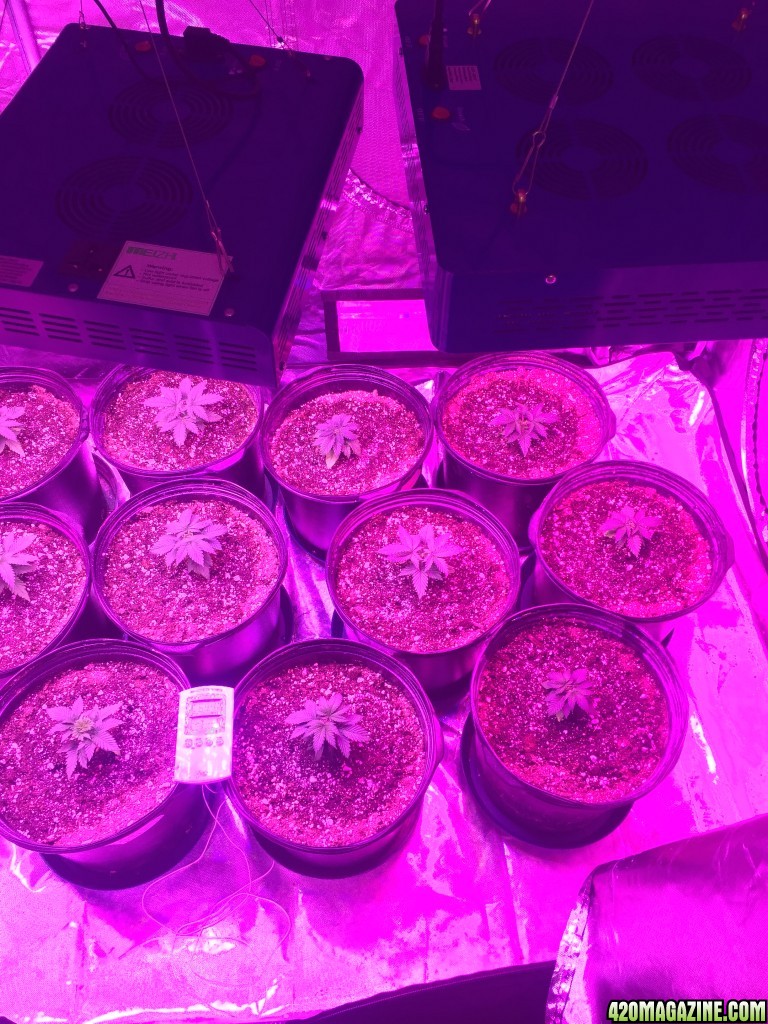 Day 20 veg