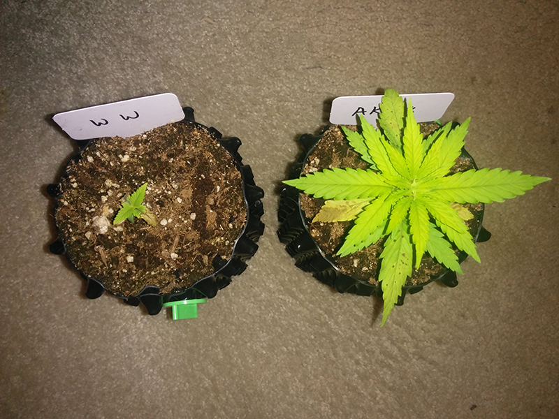 Day 21 AK48 - Day 14 WW