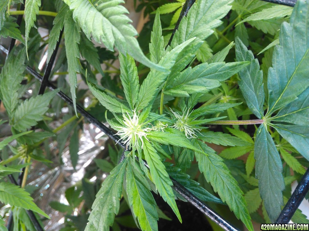 day 21 flowering