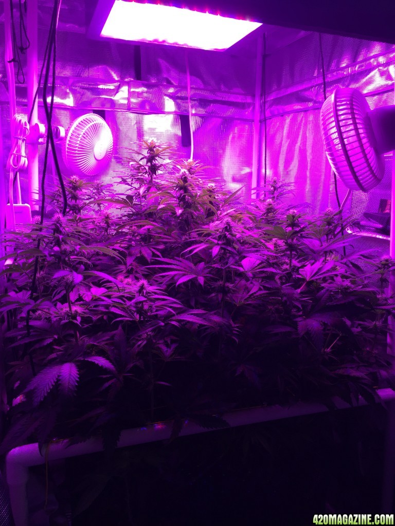 Day 21 HeavyWeight seeds Fruit Punch scrog LED grow