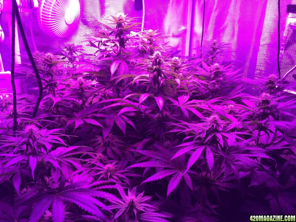 Day 21 HeavyWeight seeds Fruit Punch scrog LED grow