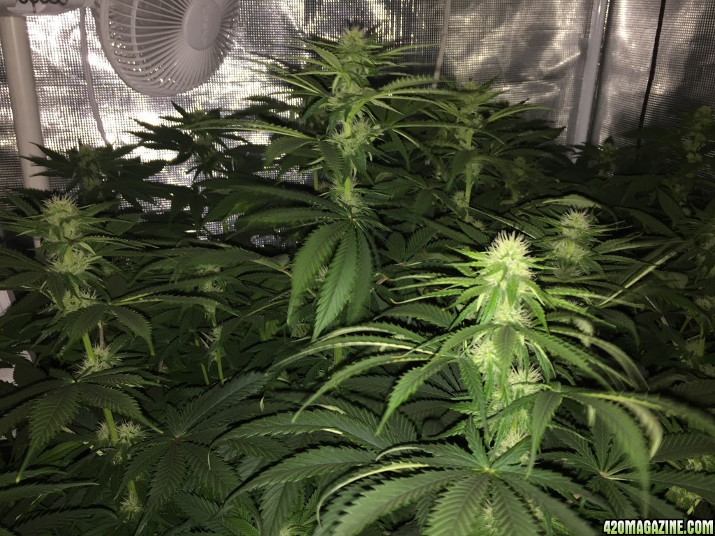 Day 21 HeavyWeight seeds Fruit Punch scrog LED grow