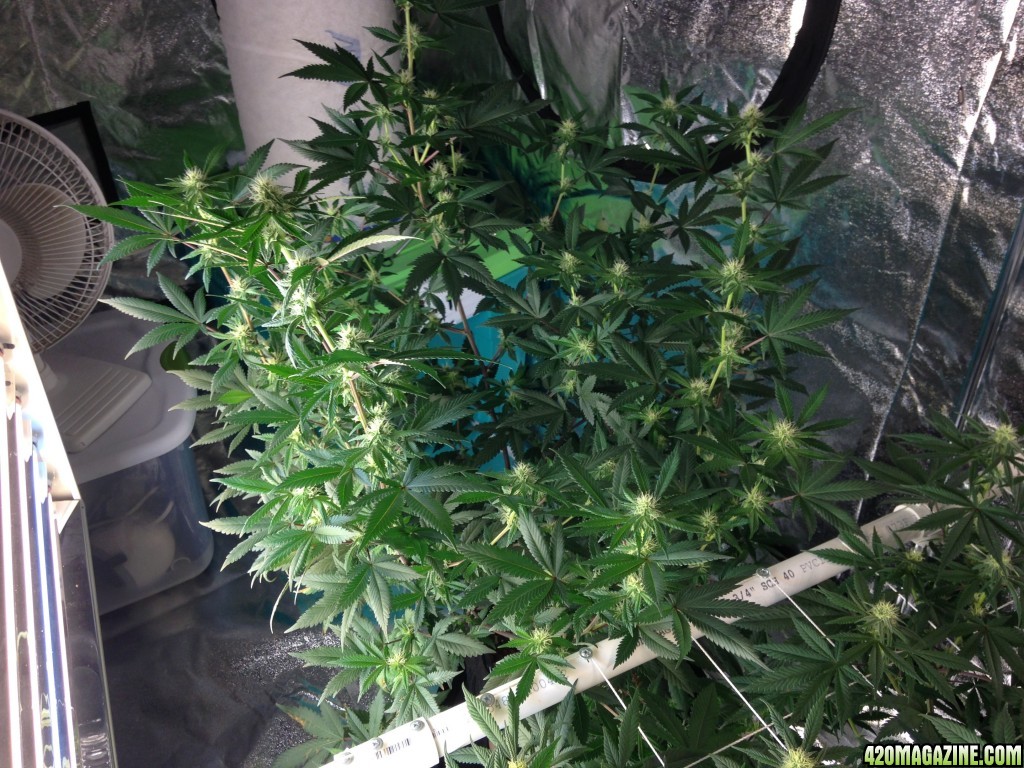 Day 21 last day of week 3 in flowering