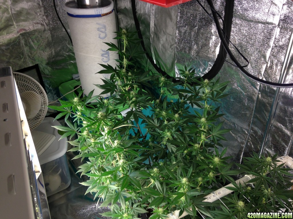 day 21 last day of week 3 of flowering