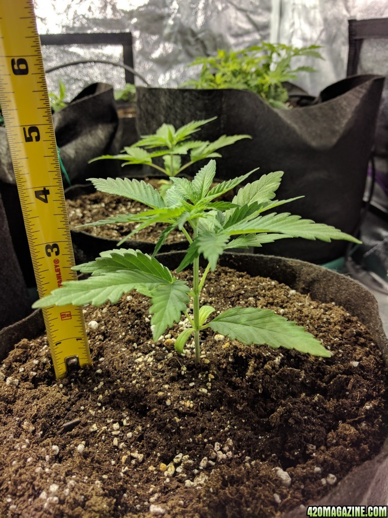 Day 22 of Sour Jack Grow