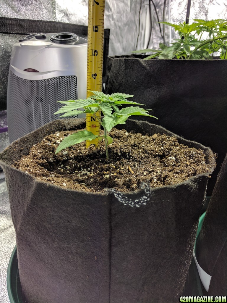 Day 22 of Sour Jack Grow