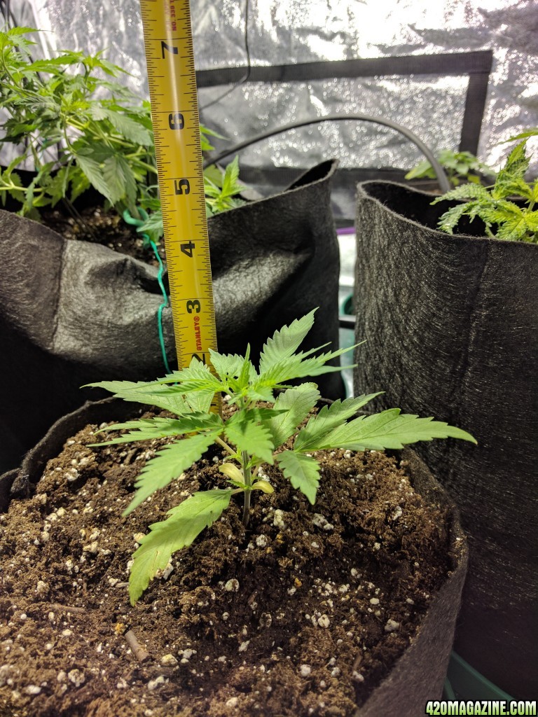 Day 22 of Sour Jack Grow