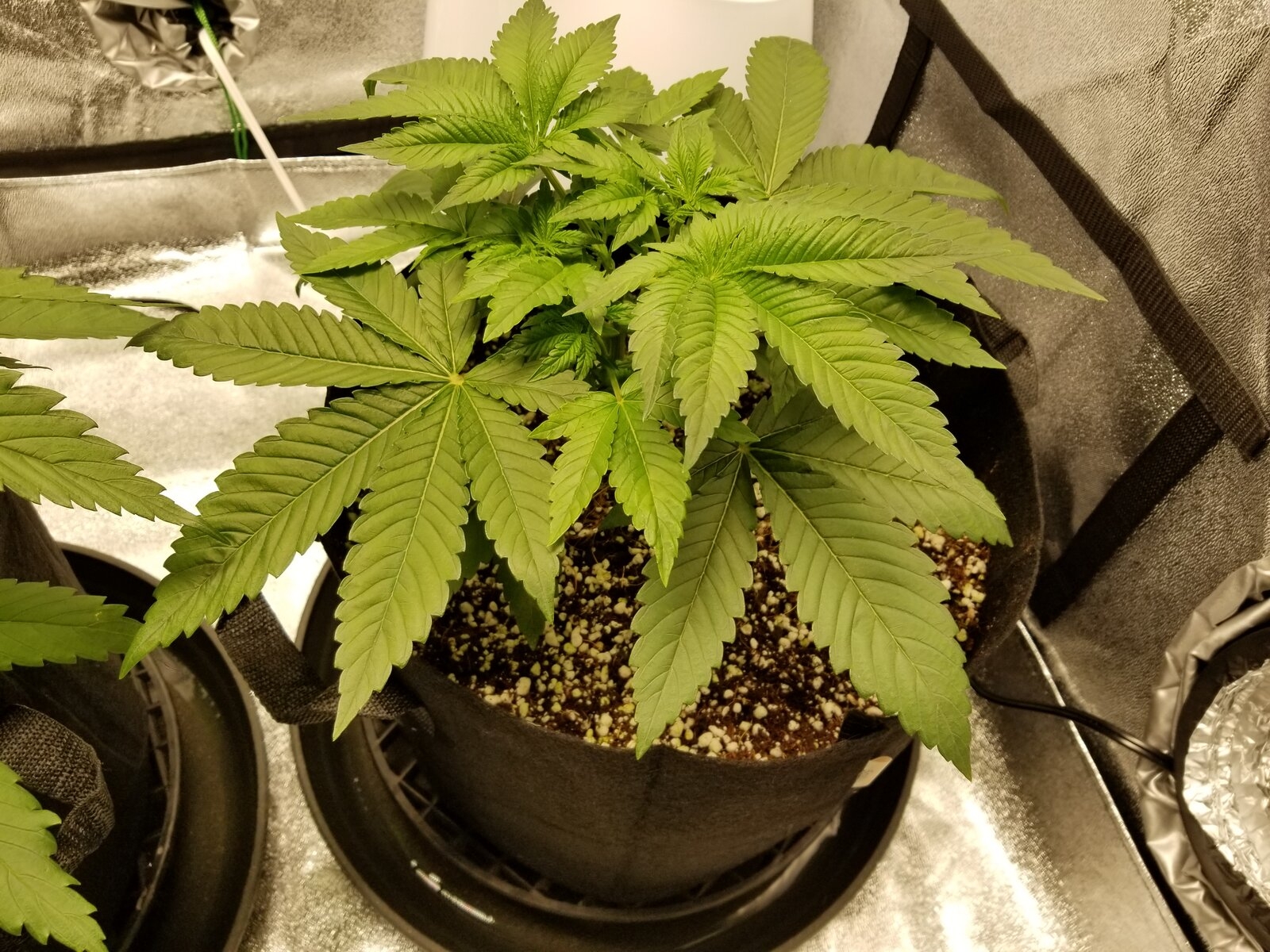 Day 22 Sour OG.jpg