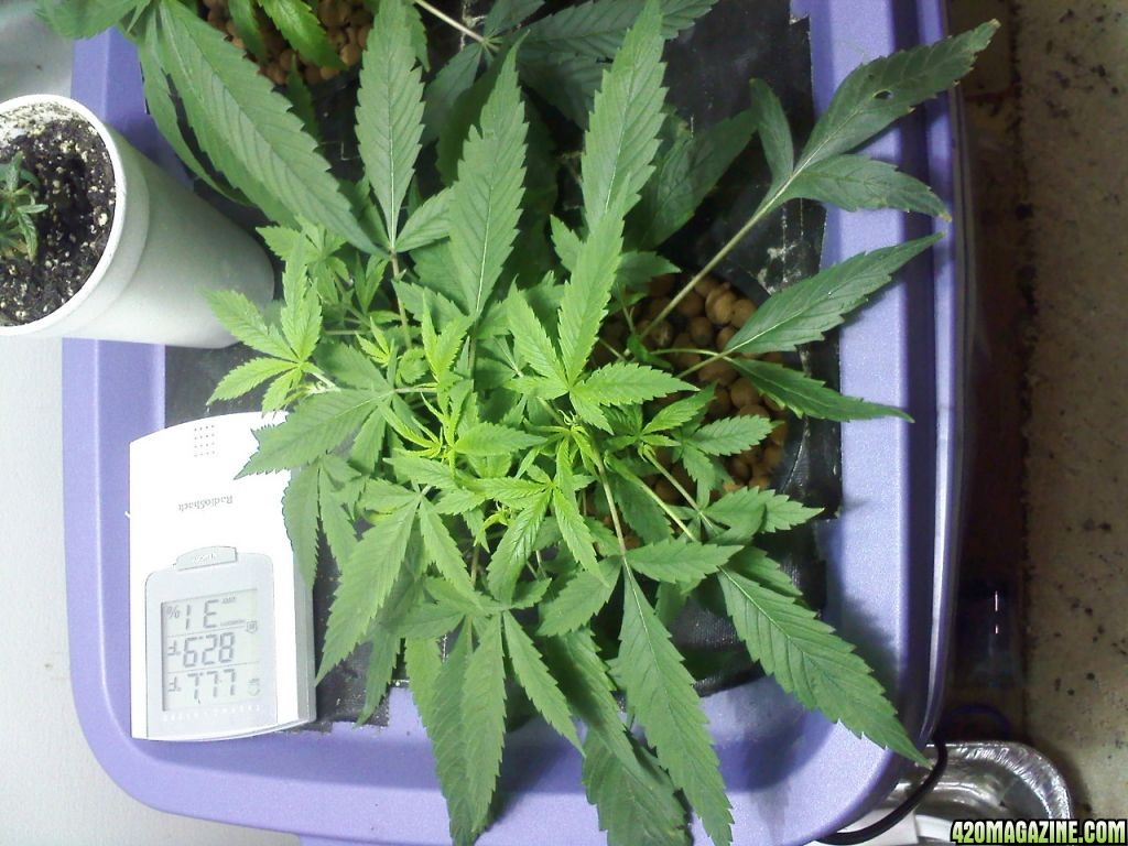 day 23 DWC