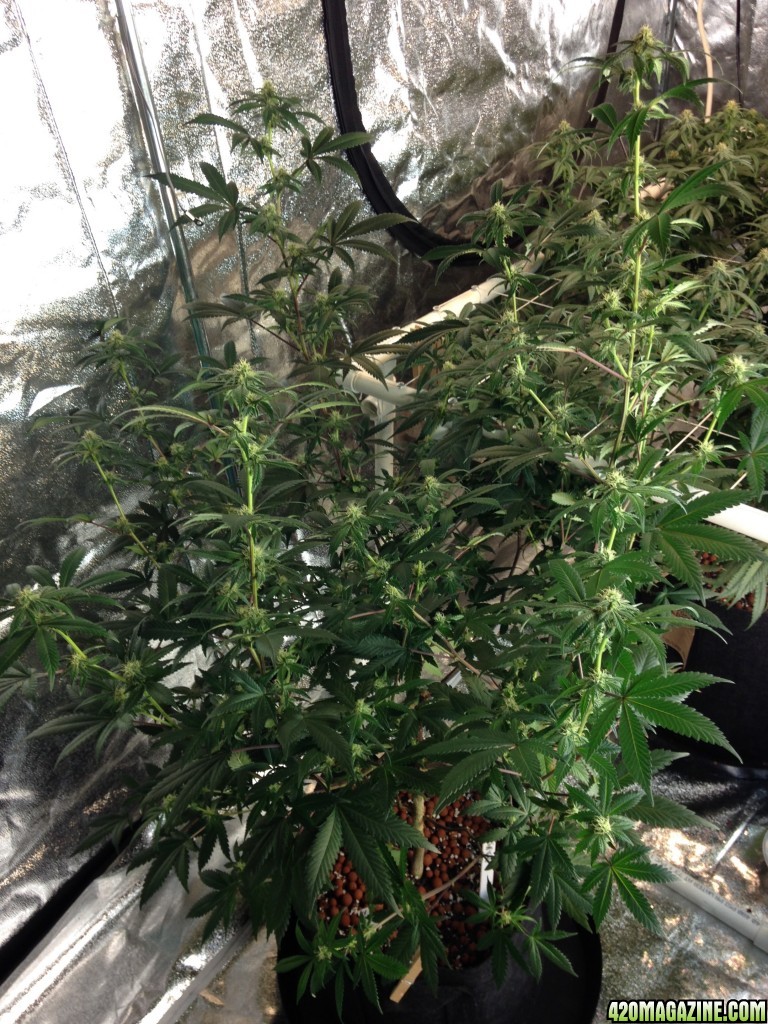 Day 23 in flower