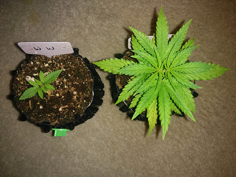 Day 24 AK48 - Day 17 WW