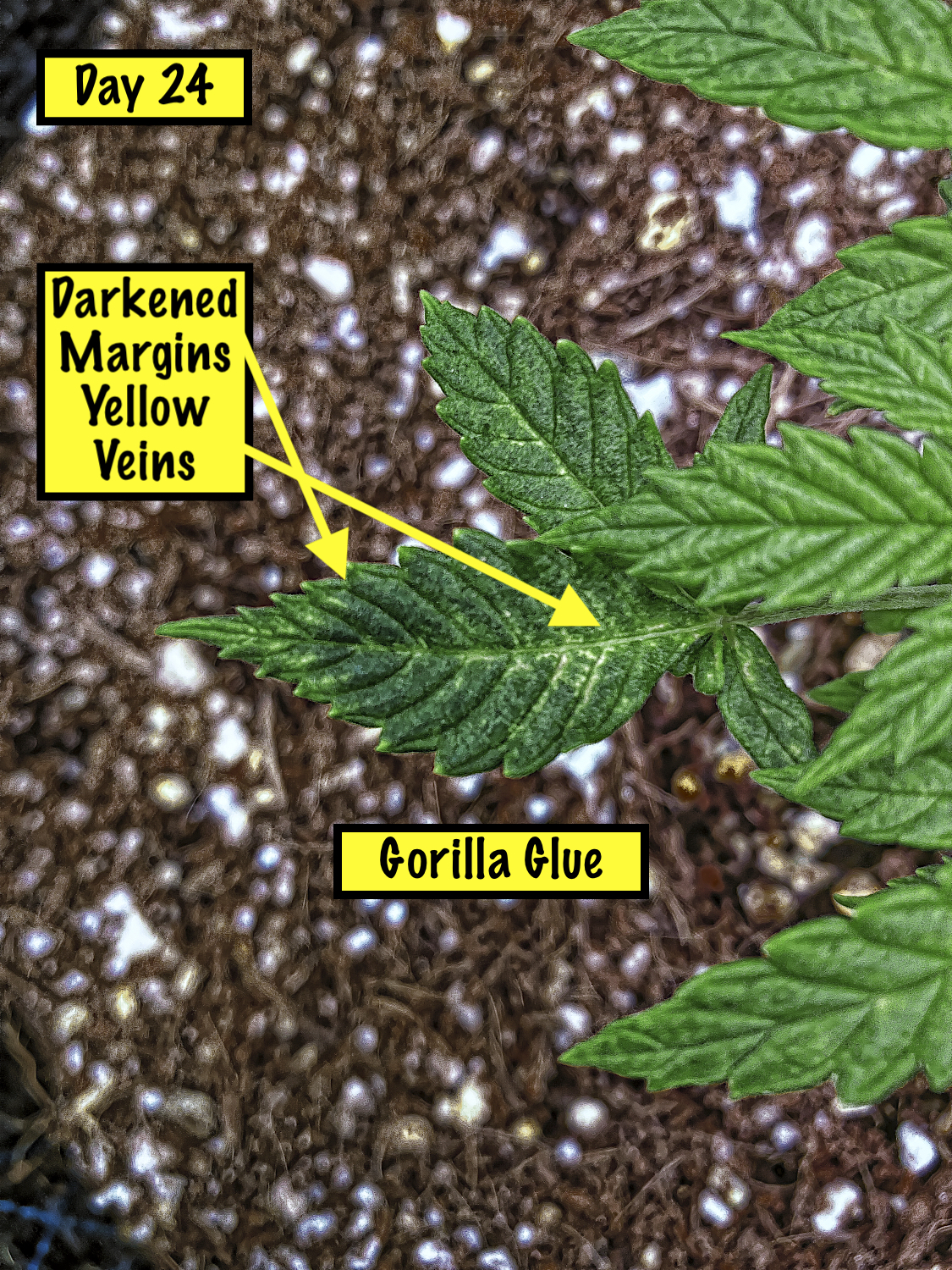 Day 24 Gorilla Glue Leaf 2_Nik_Nik_openWith.jpeg