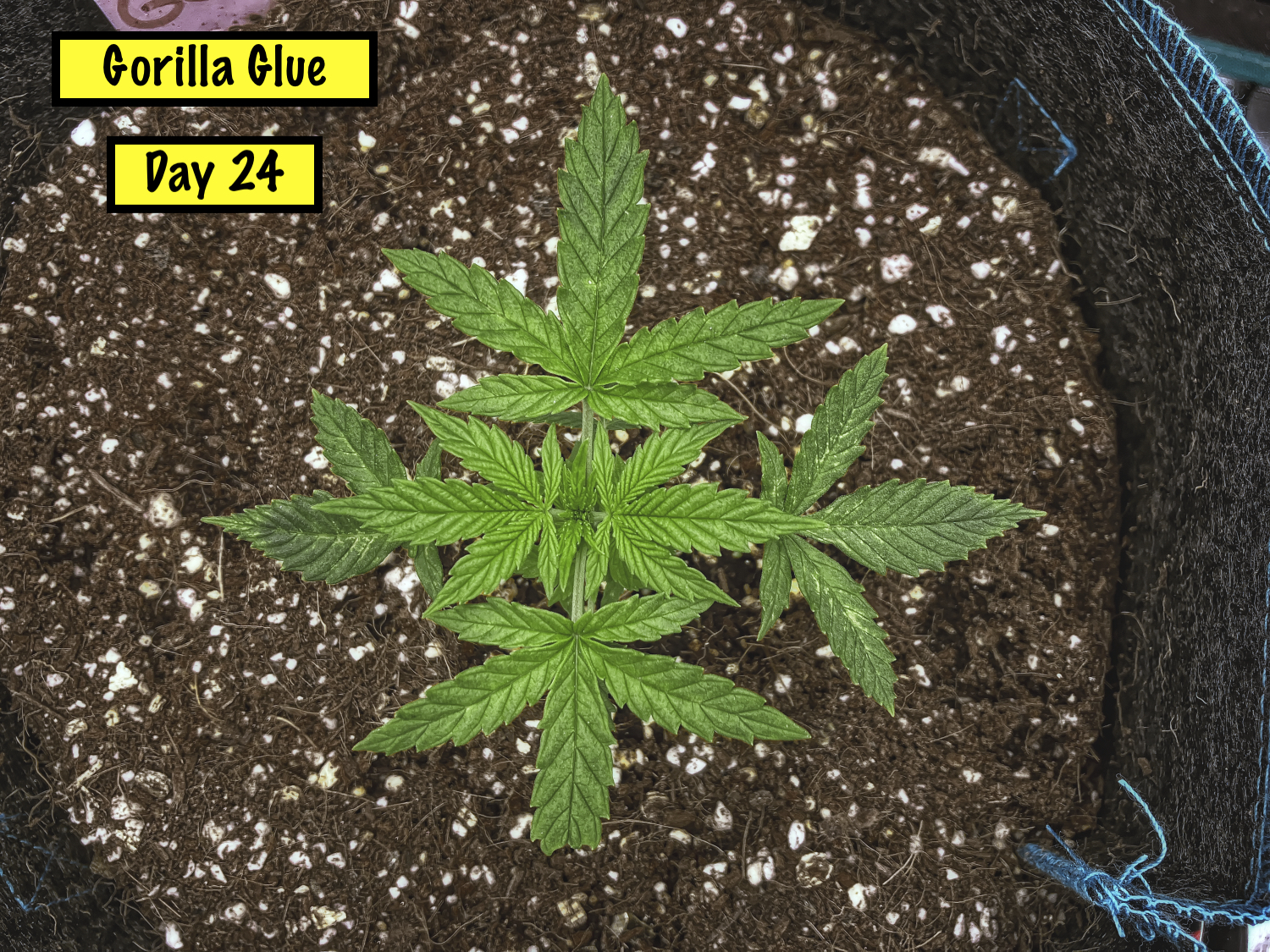 Day 24 Gorilla Glue Top_Nik_Nik_openWith.jpeg