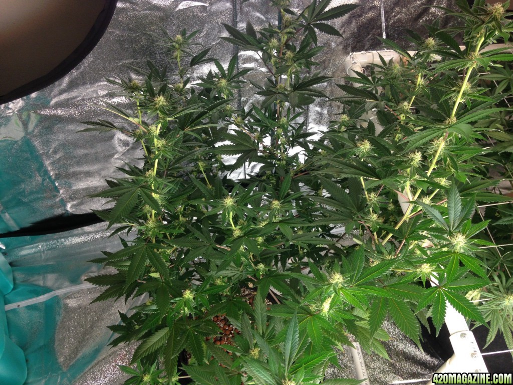 day 24 of flower