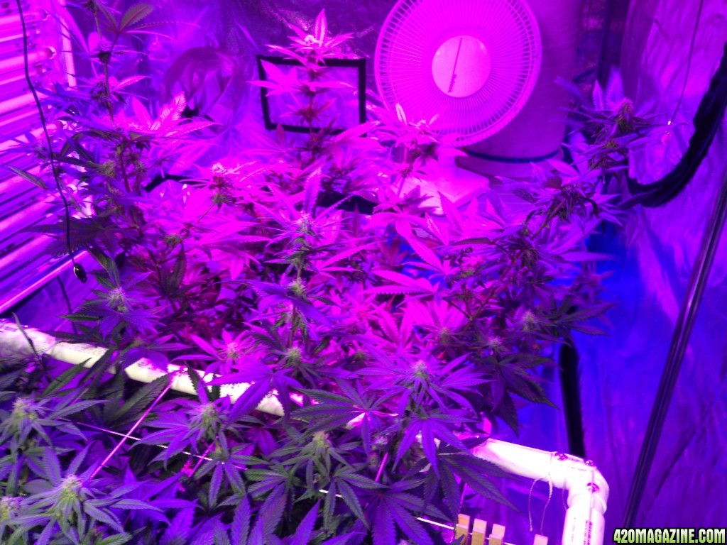 Day 25 of flower