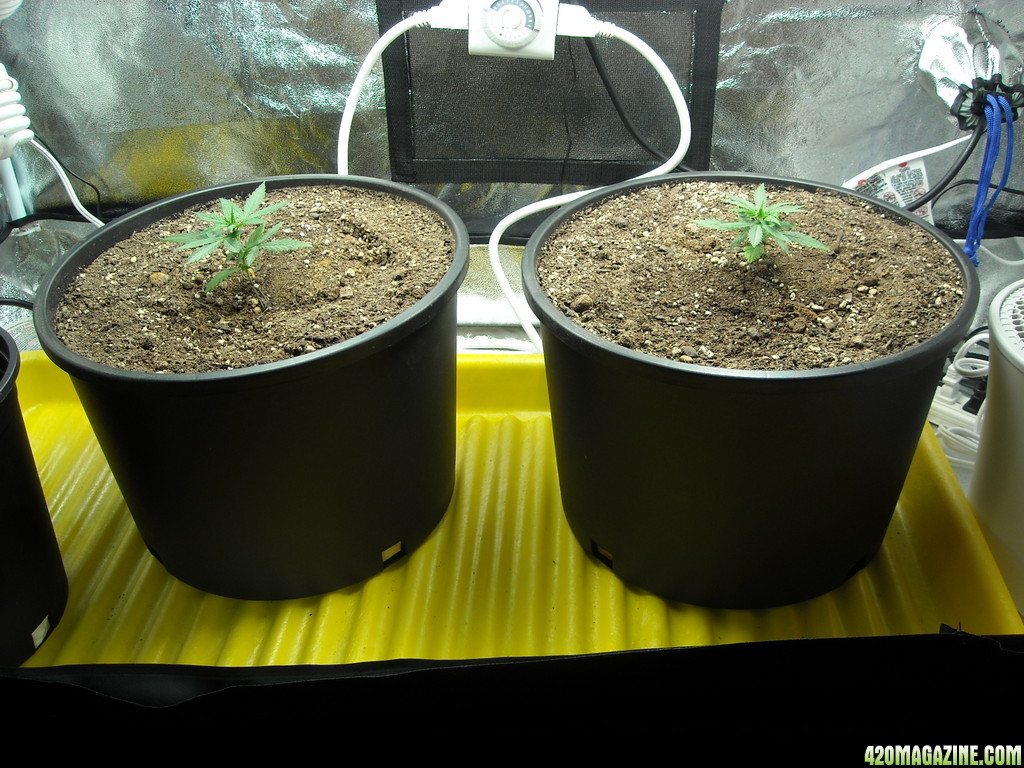 Day 25 since start of germination