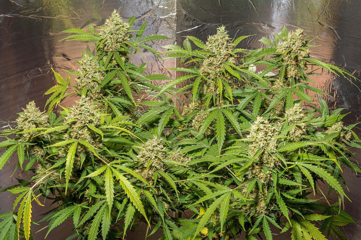 Day 26 Amnesia Auto 20 Sept.jpg