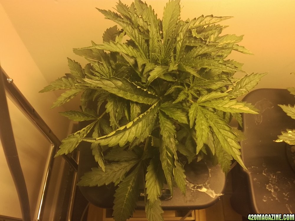 Day 26 Auto Polar Express