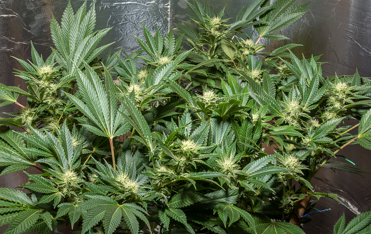 Day 26  Durban Poison 20 Sept.jpg