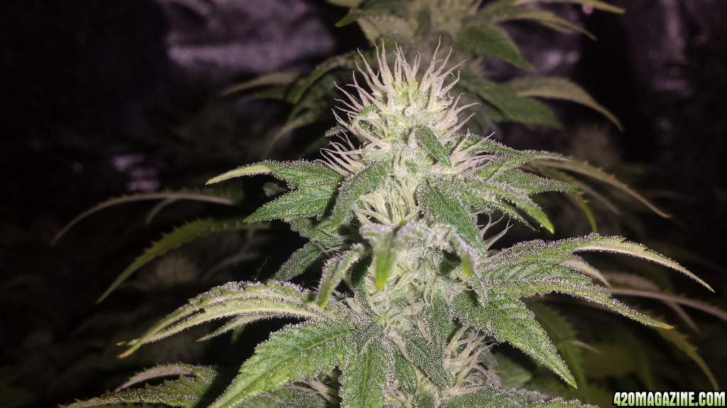 Day 27 flower