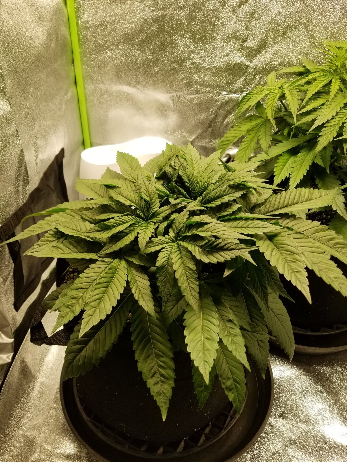 Day 27 Sour OG.jpg