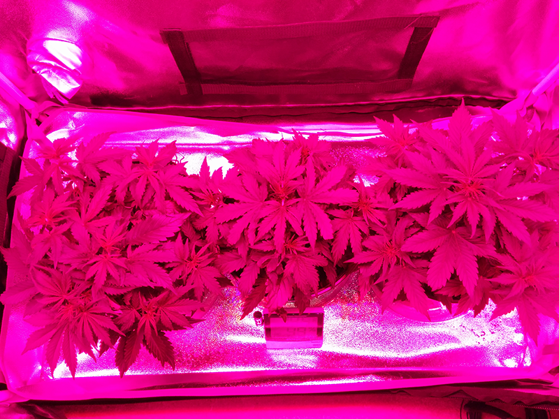 Day 27 SR - Day 25 NL