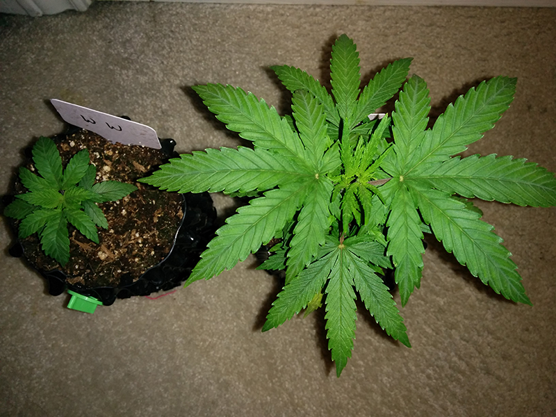 Day 29 AK48 - Day 22 WW