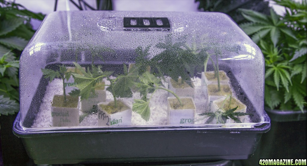 Day 29 - Clones