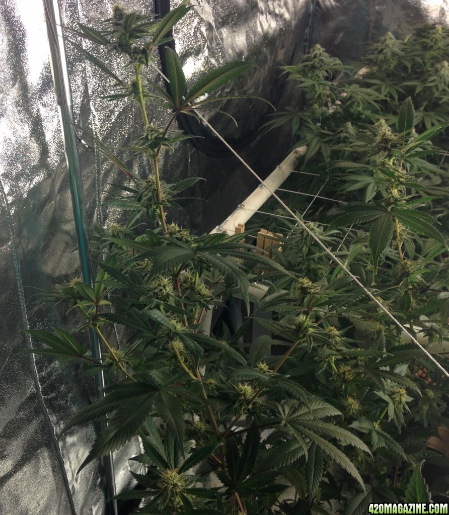 Day 29 Week 4 in flower