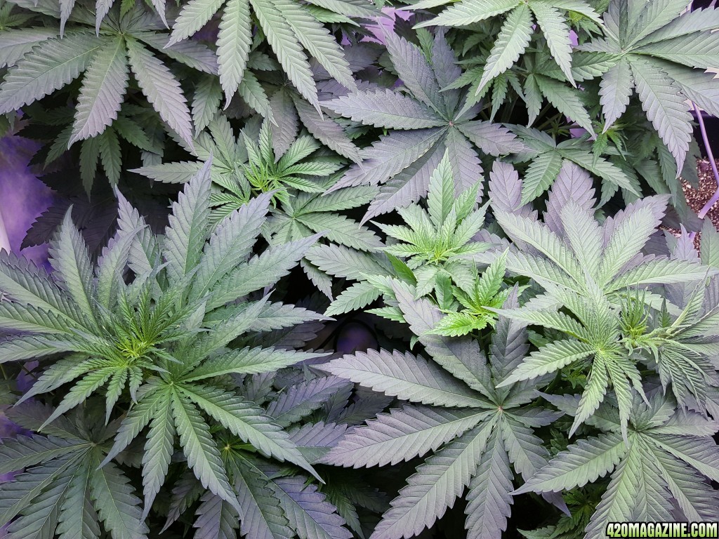 Day 30 - Canopy Northern Lights