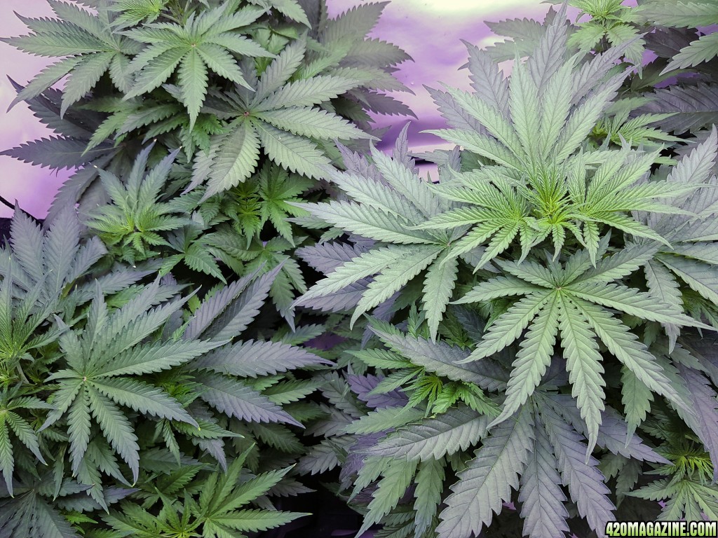 Day 30 - Canopy Pure Power Plant