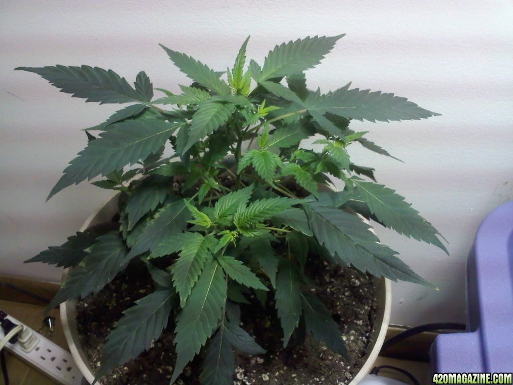 day 30 clones