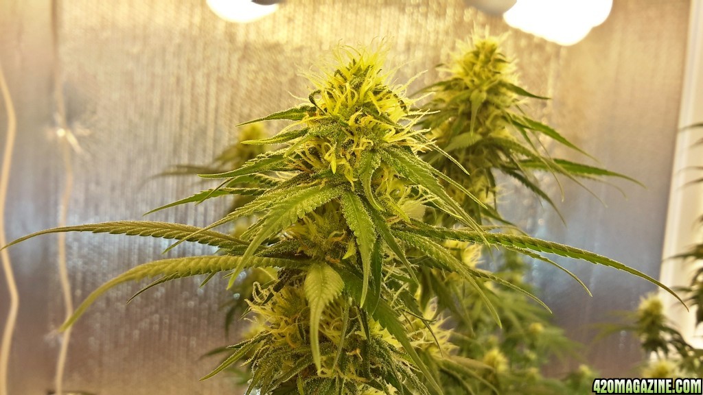 Day 30 Flower