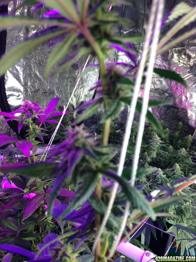 day 30 in flower