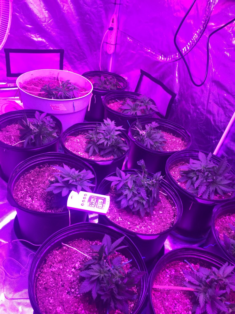 Day 30 veg lst