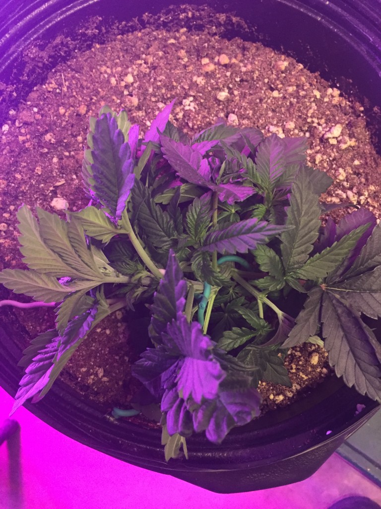 Day 30 veg lst