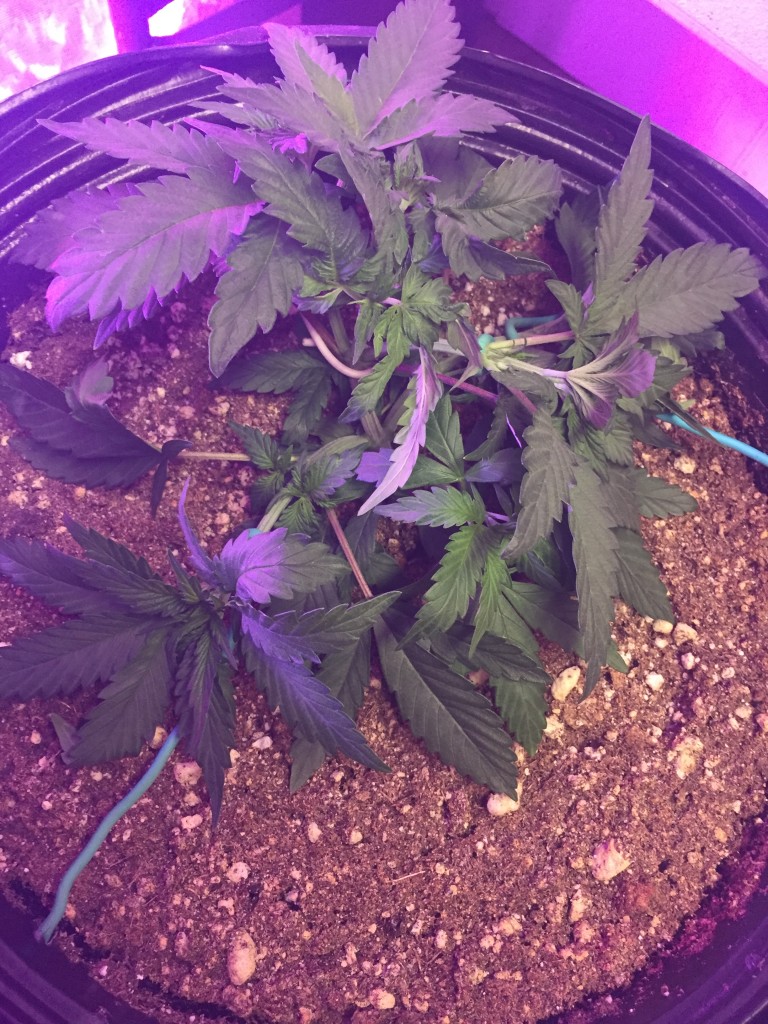 Day 30 veg lst