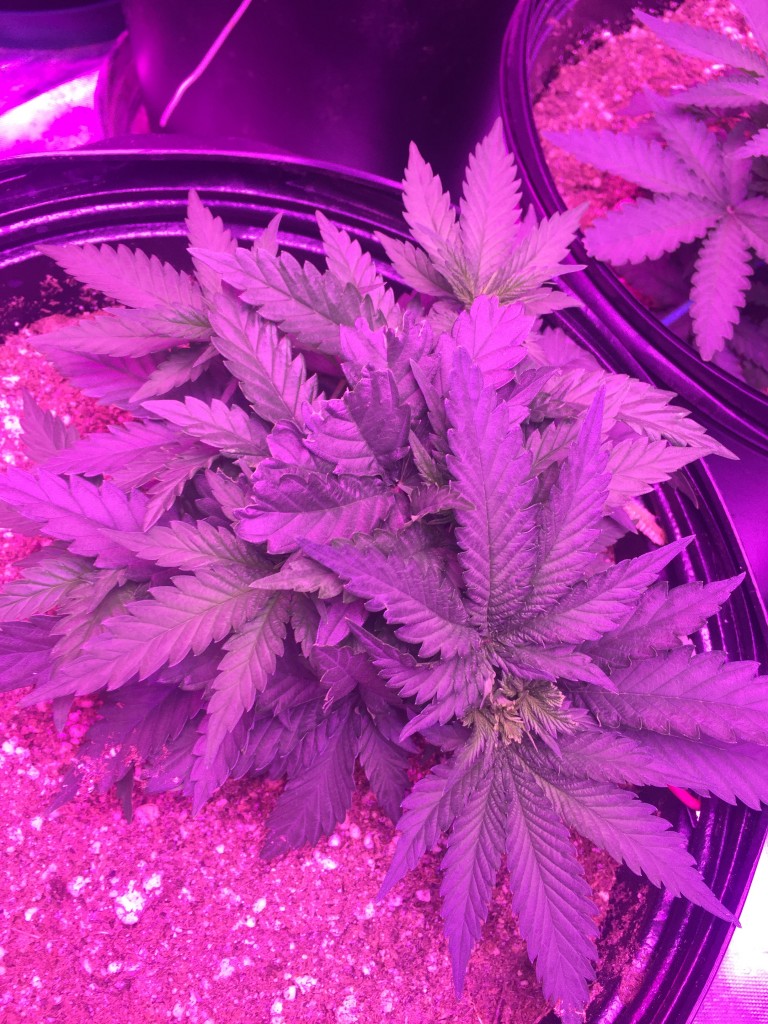 Day 30 veg lst