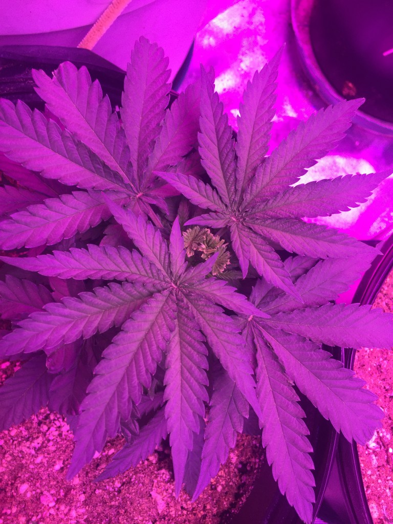 Day 30 veg lst