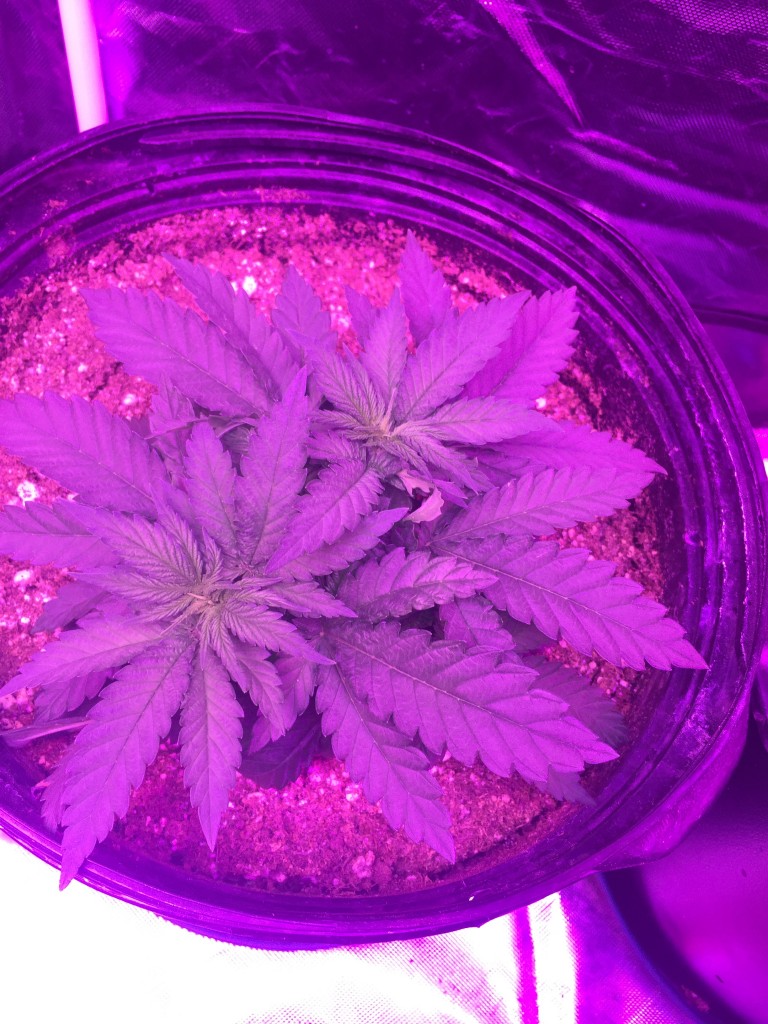 Day 30 veg lst