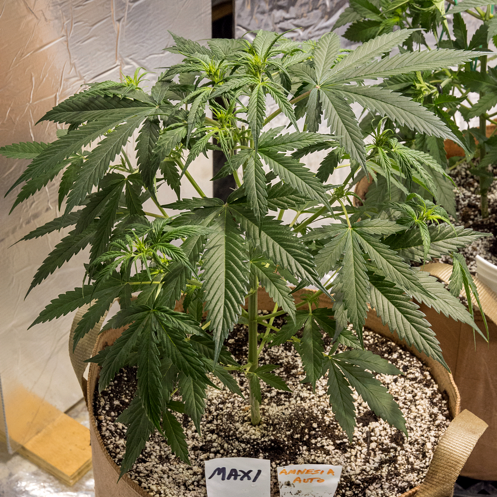 Day 31  Amnesia Auto 8 Aug.jpg