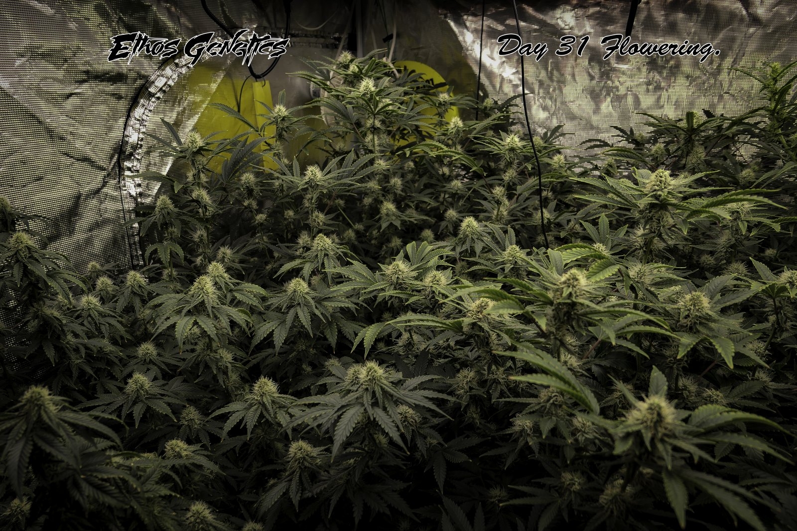 Day 31 flowering Pic 2.jpg