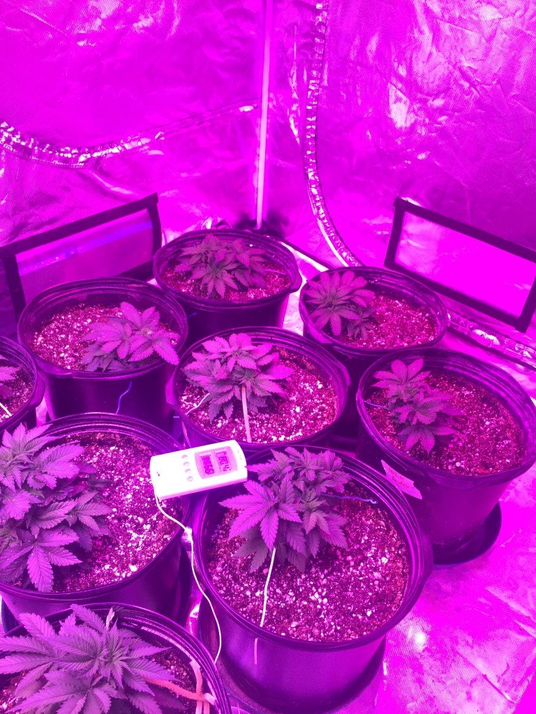 Day 31 veg crop king seeds