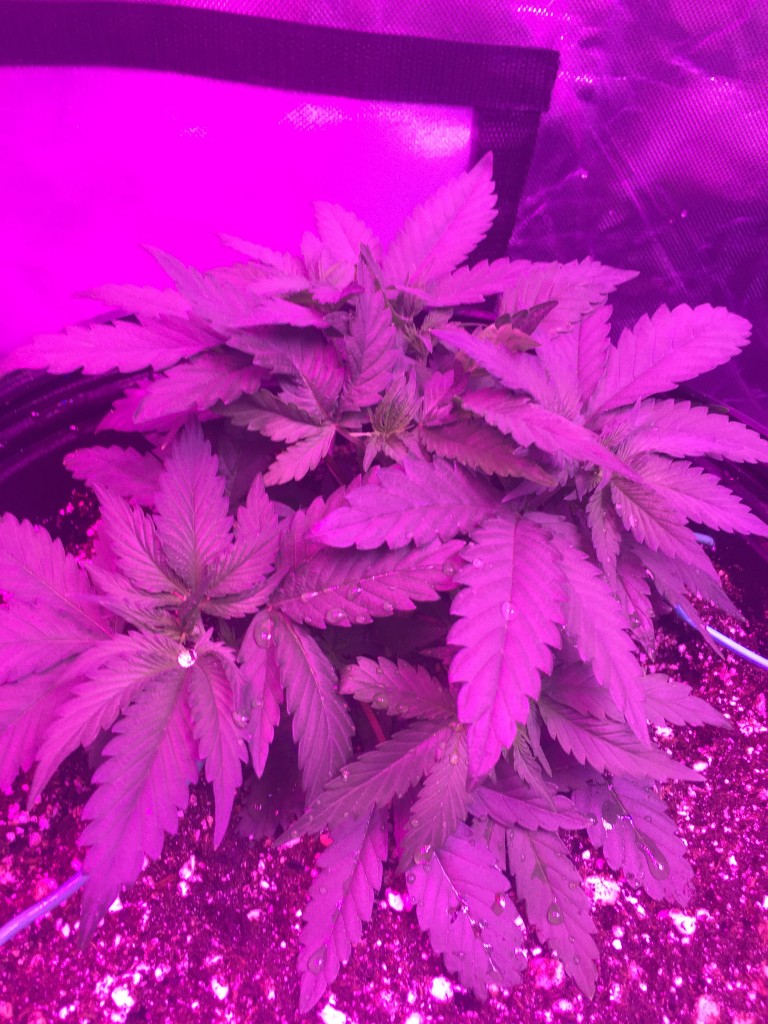 Day 31 veg crop king seeds