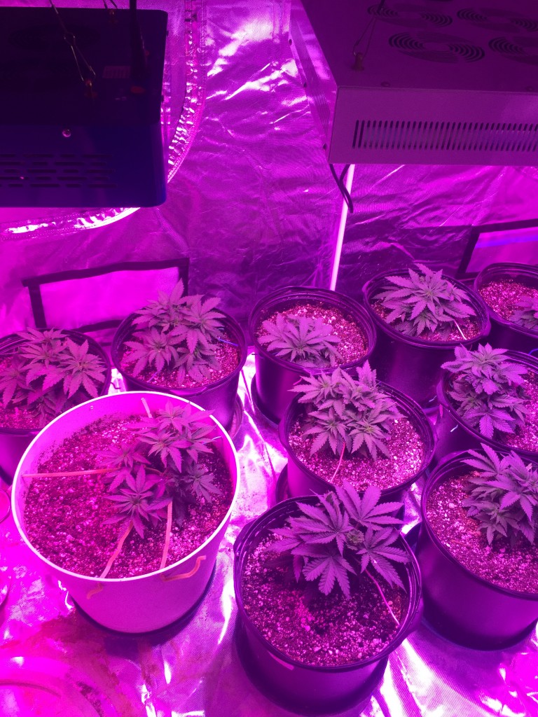 Day 31 veg crop king seeds