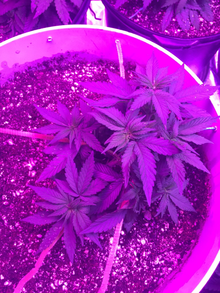 Day 31 veg crop king seeds