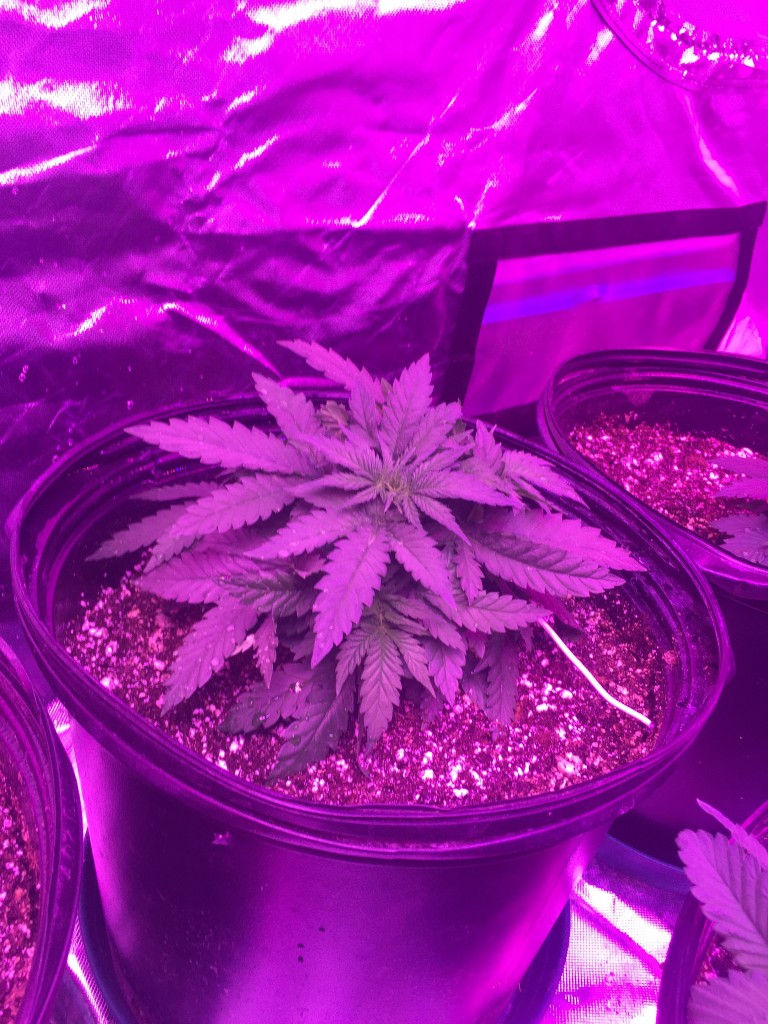 Day 31 veg crop king seeds