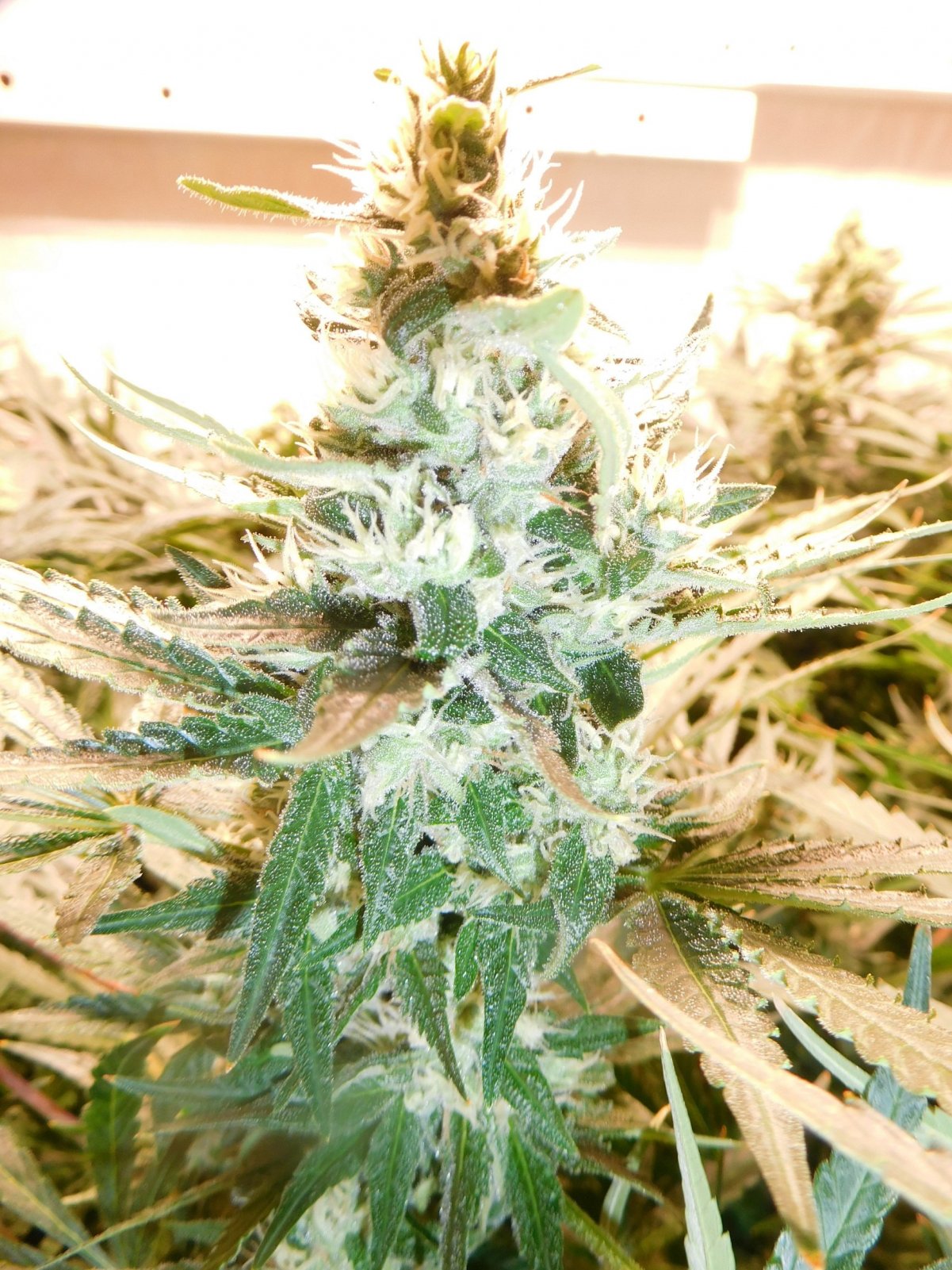 Day 32 bud 2583.JPG